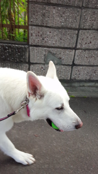 f:id:buhi84shin:20150724210425j:image f:id:buhi84shin:20150724210425j:image