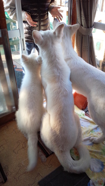 f:id:buhi84shin:20151023224449j:image