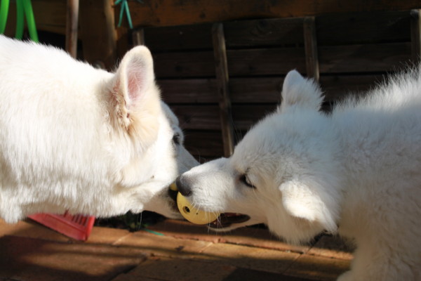 f:id:buhi84shin:20151029231602j:image