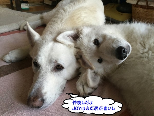 f:id:buhi84shin:20151114230034j:image f:id:buhi84shin:20151114230034j:image