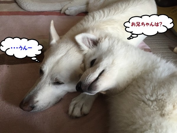 f:id:buhi84shin:20151114230036j:image f:id:buhi84shin:20151114230036j:image