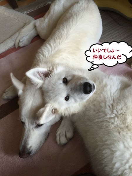 f:id:buhi84shin:20151114230039j:image f:id:buhi84shin:20151114230039j:image