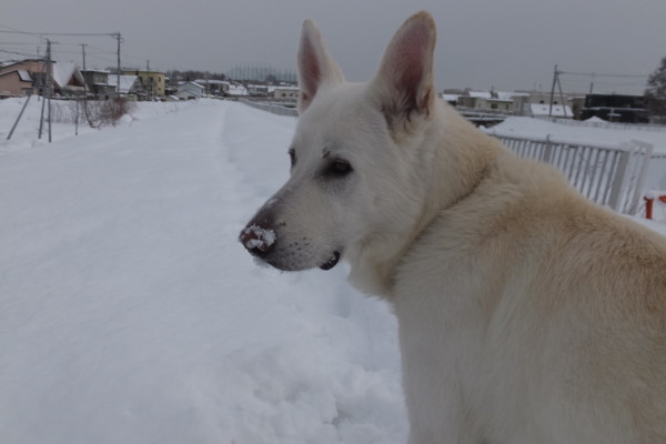 f:id:buhi84shin:20151220224457j:image