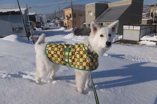 f:id:buhi84shin:20151223224725j:image f:id:buhi84shin:20151223224725j:image