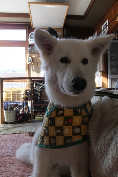 f:id:buhi84shin:20151223224747j:image f:id:buhi84shin:20151223224747j:image