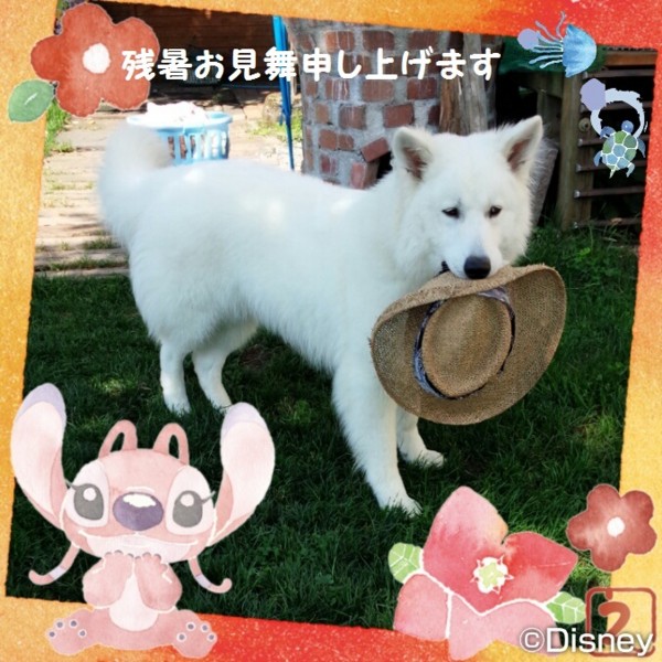 f:id:buhi84shin:20160813214527j:image
