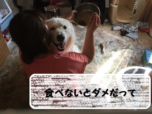 f:id:buhi84shin:20170819225420j:image f:id:buhi84shin:20170819225420j:image