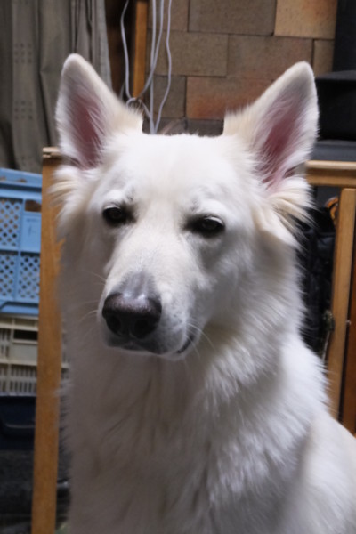 f:id:buhi84shin:20180107223536j:image f:id:buhi84shin:20180107223536j:image