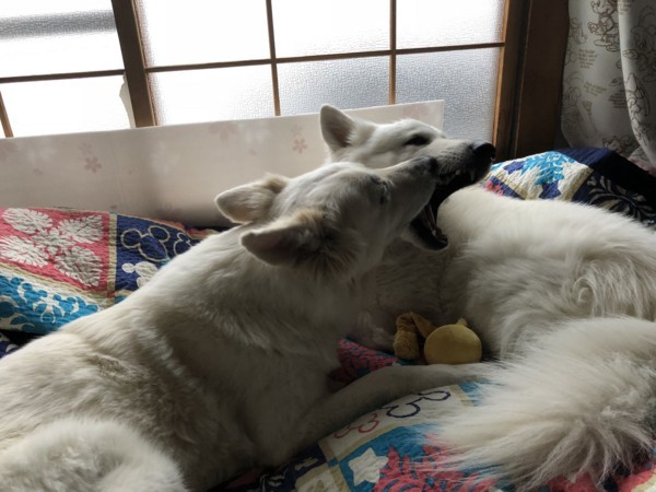 f:id:buhi84shin:20180415234826j:image f:id:buhi84shin:20180415234826j:image