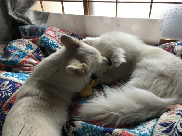 f:id:buhi84shin:20180415234837j:image f:id:buhi84shin:20180415234837j:image