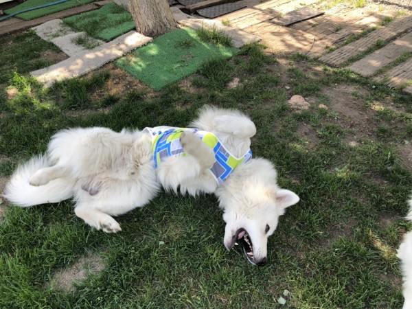 f:id:buhi84shin:20180607233142j:image f:id:buhi84shin:20180607233142j:image