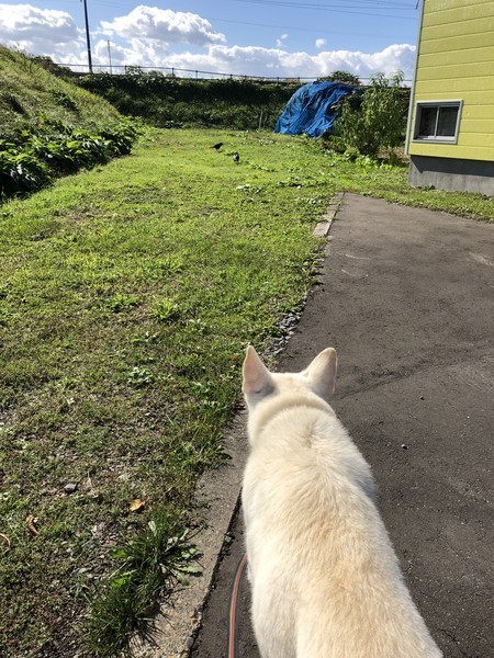 f:id:buhi84shin:20181004210437j:image