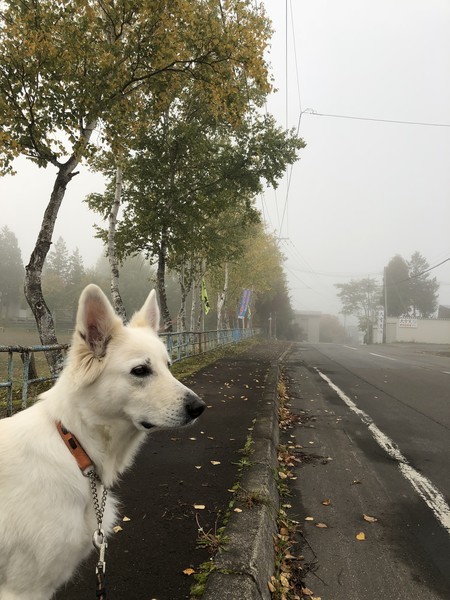 f:id:buhi84shin:20181004210449j:image