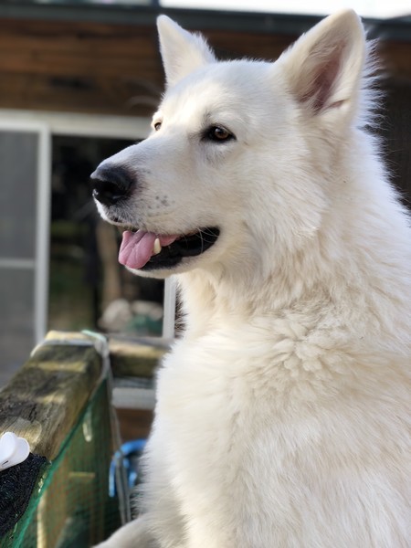 f:id:buhi84shin:20181005214019j:image