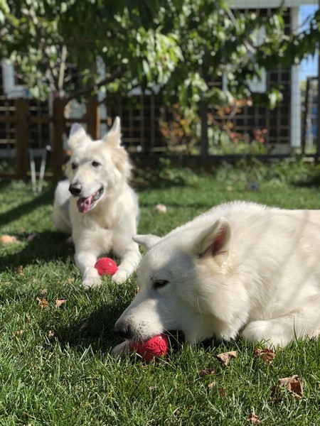 f:id:buhi84shin:20181005214032j:image