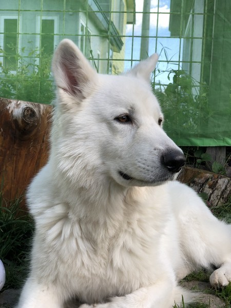 f:id:buhi84shin:20181005220210j:image