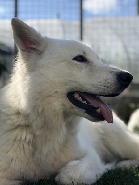 f:id:buhi84shin:20181005231314j:image