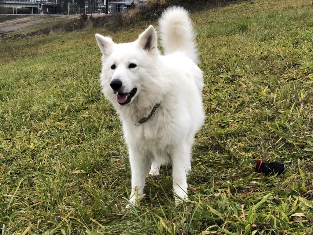 f:id:buhi84shin:20181115201730j:plain