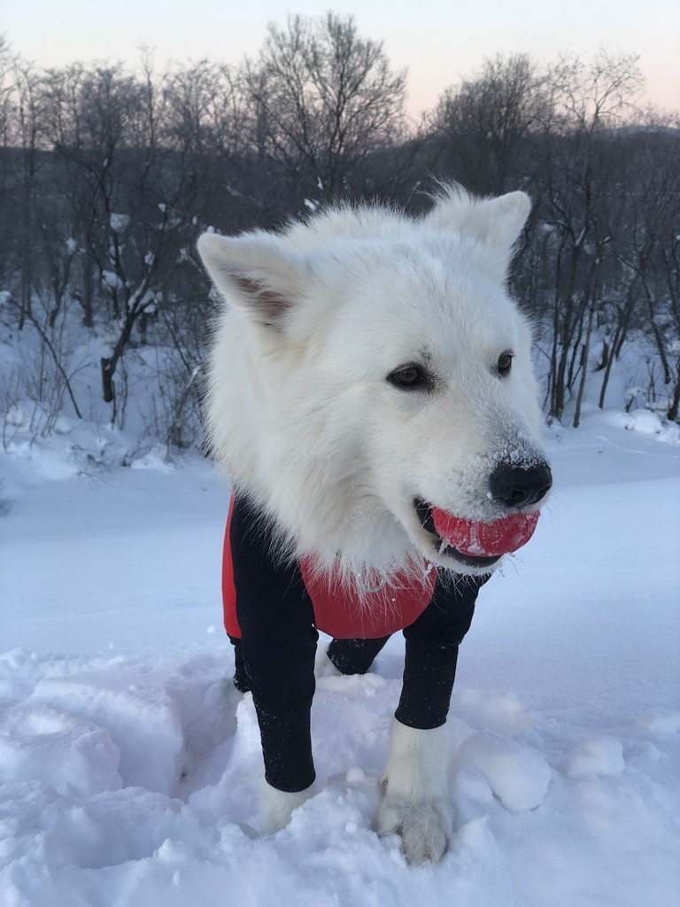 f:id:buhi84shin:20190127204636j:plain