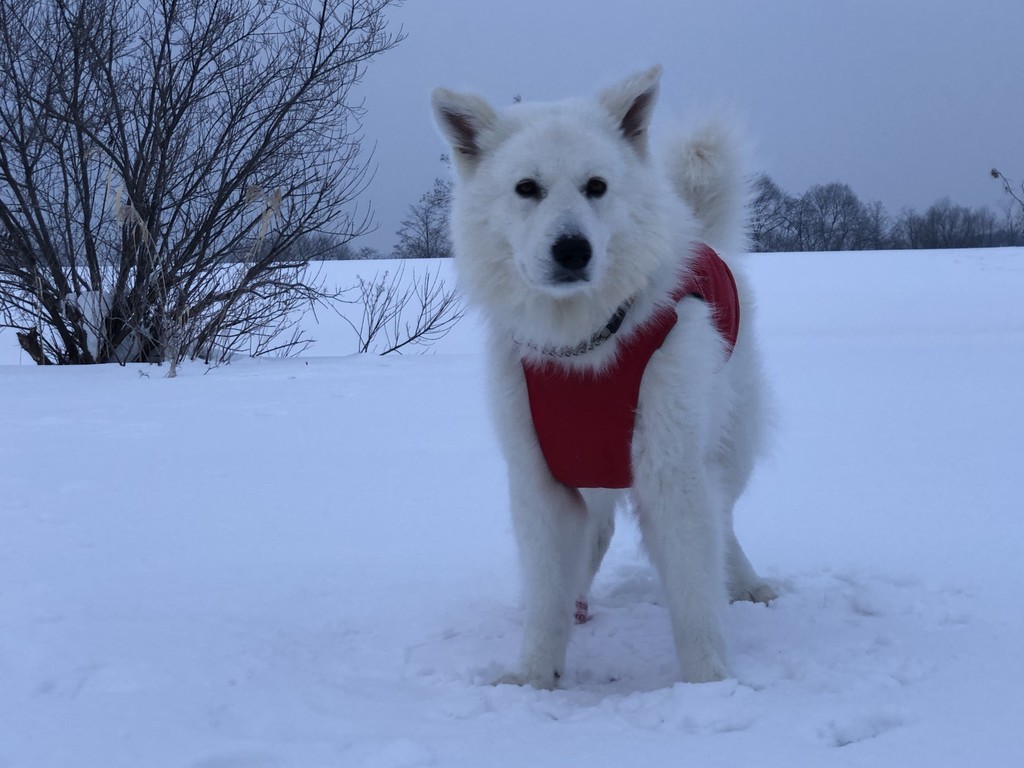 f:id:buhi84shin:20190312220457j:plain f:id:buhi84shin:20190312220457j:plain
