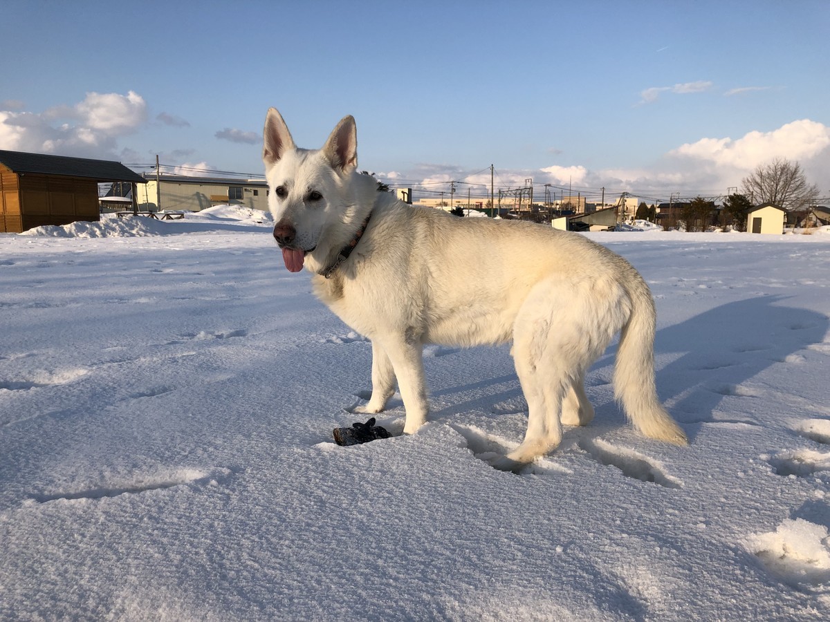 f:id:buhi84shin:20190319233641j:plain