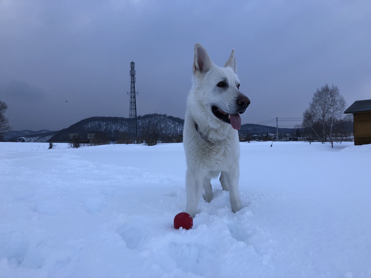 f:id:buhi84shin:20190327213439j:plain