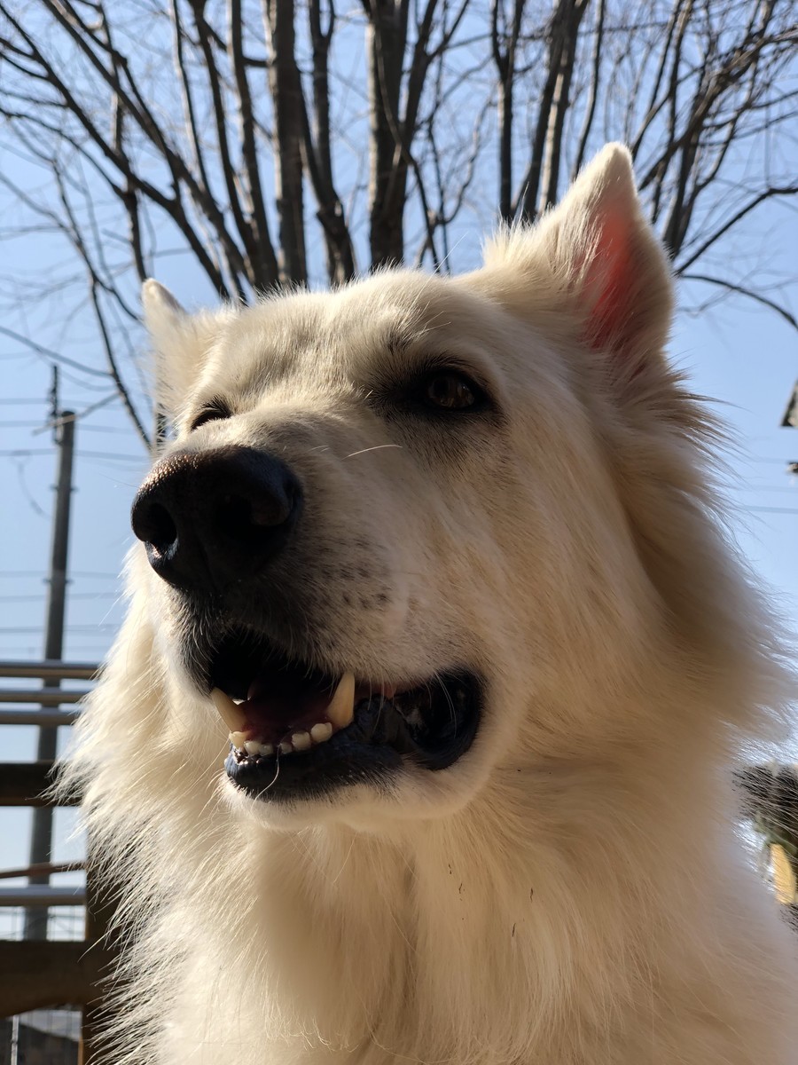 f:id:buhi84shin:20190417225636j:plain