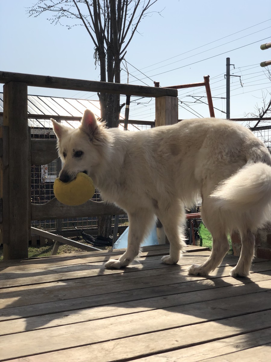 f:id:buhi84shin:20190417225826j:plain