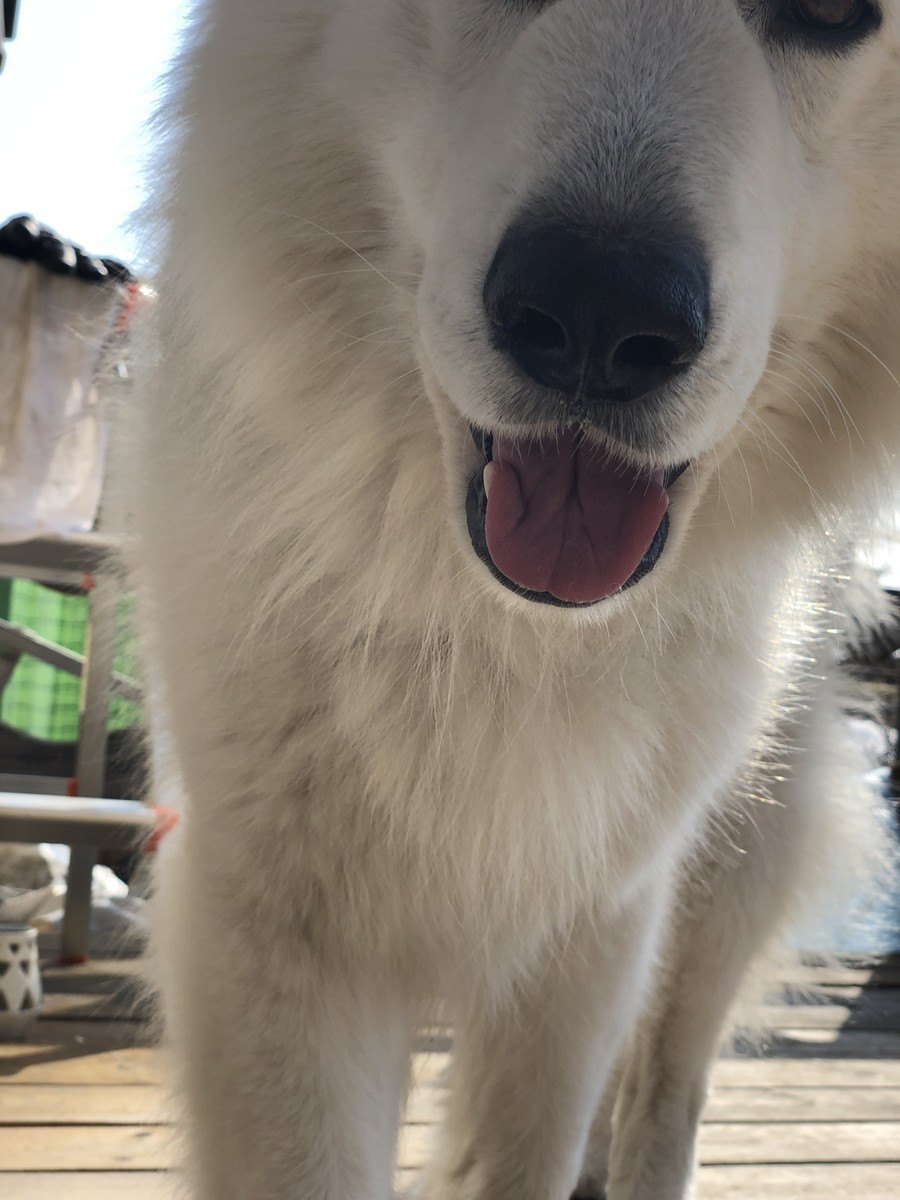 f:id:buhi84shin:20190417230330j:plain