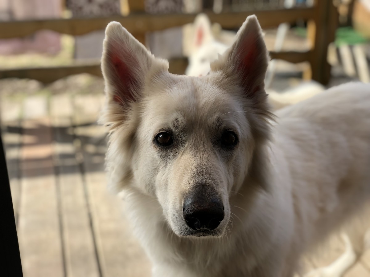 f:id:buhi84shin:20190418092531j:plain f:id:buhi84shin:20190418092531j:plain
