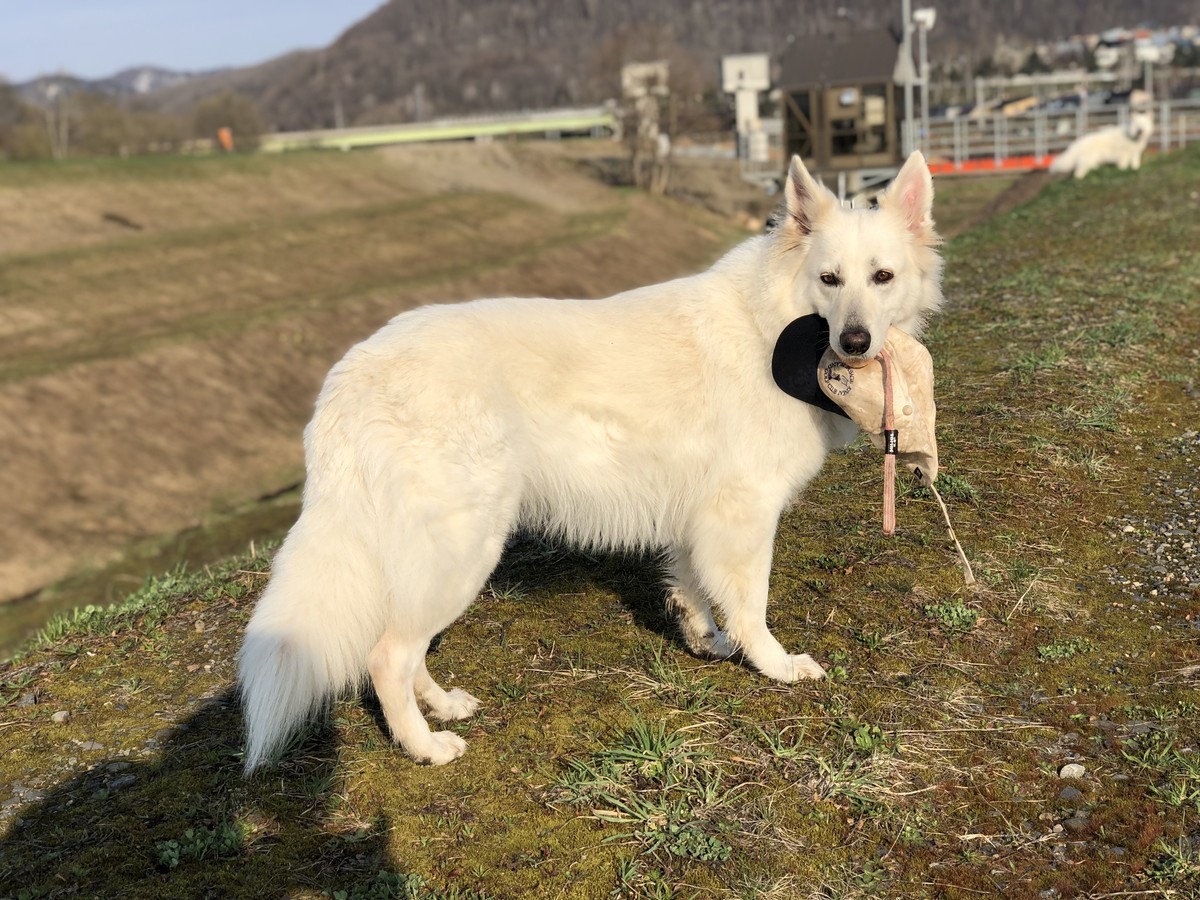 f:id:buhi84shin:20190429222506j:plain