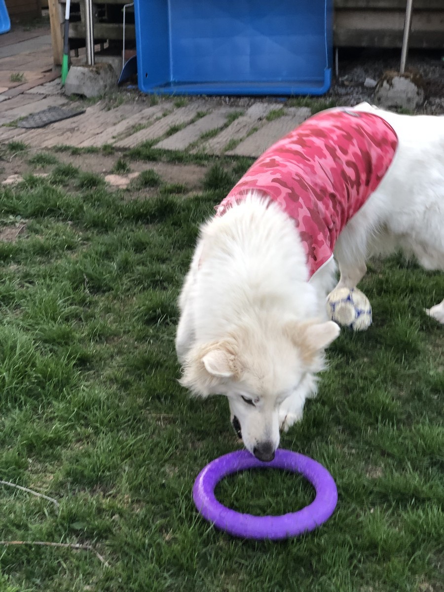 f:id:buhi84shin:20190513225622j:plain