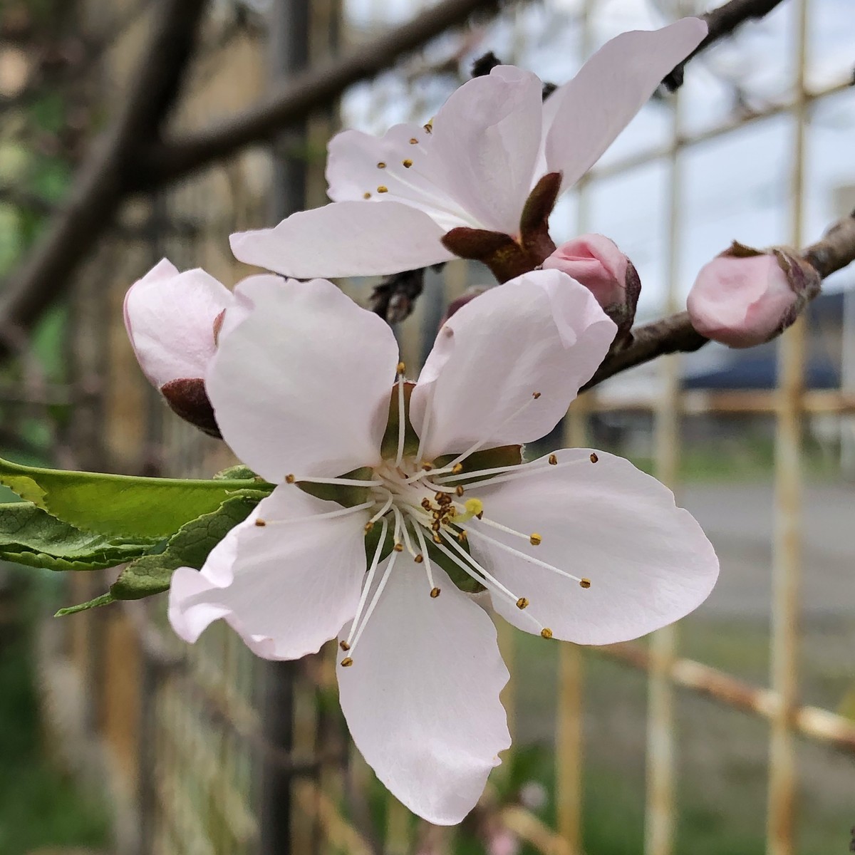 f:id:buhi84shin:20190515230735j:plain