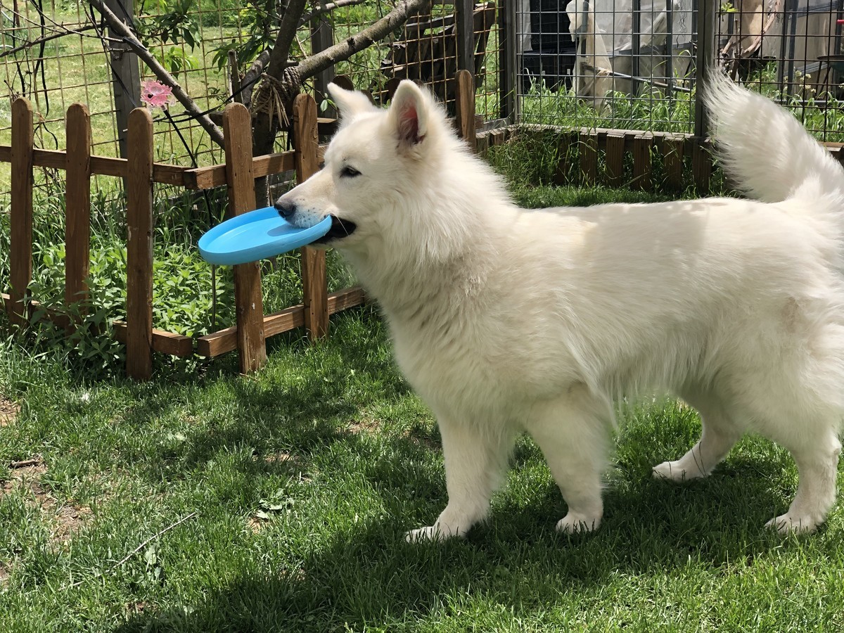f:id:buhi84shin:20190601224227j:plain