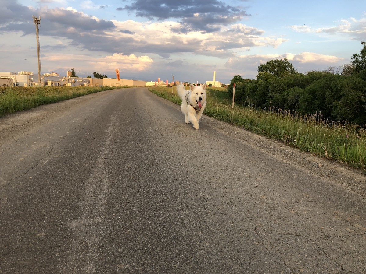 f:id:buhi84shin:20190601233438j:plain