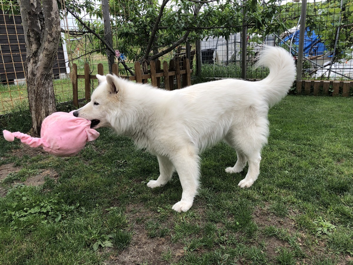 f:id:buhi84shin:20190612222930j:plain