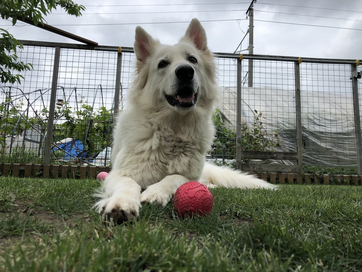 f:id:buhi84shin:20190612223511j:plain