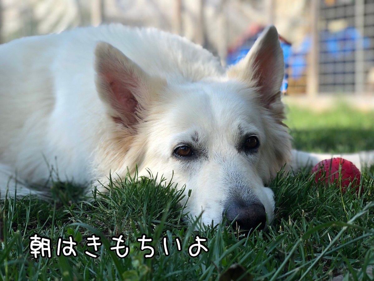f:id:buhi84shin:20190620213437j:plain