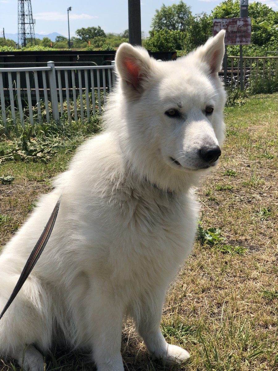 f:id:buhi84shin:20190620215838j:plain