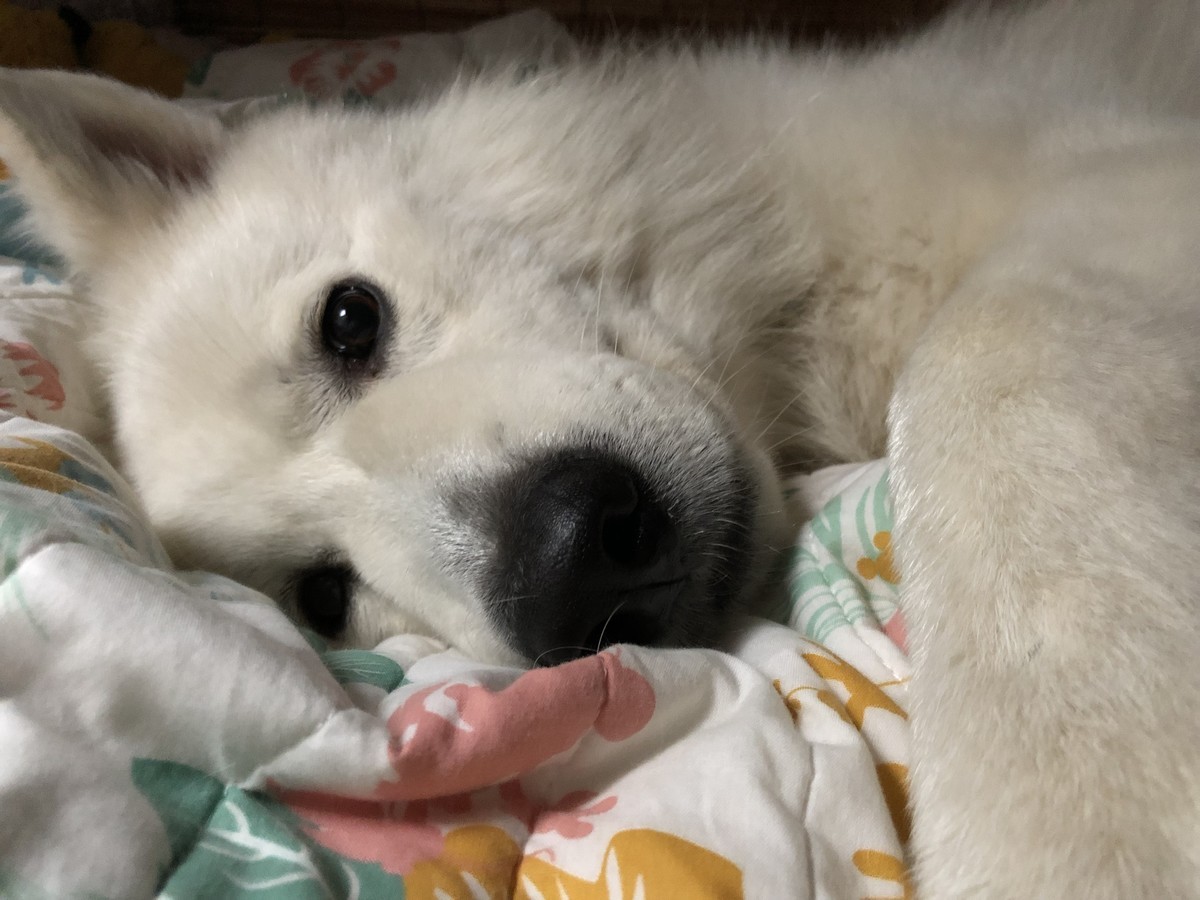 f:id:buhi84shin:20190622223113j:plain f:id:buhi84shin:20190622223113j:plain