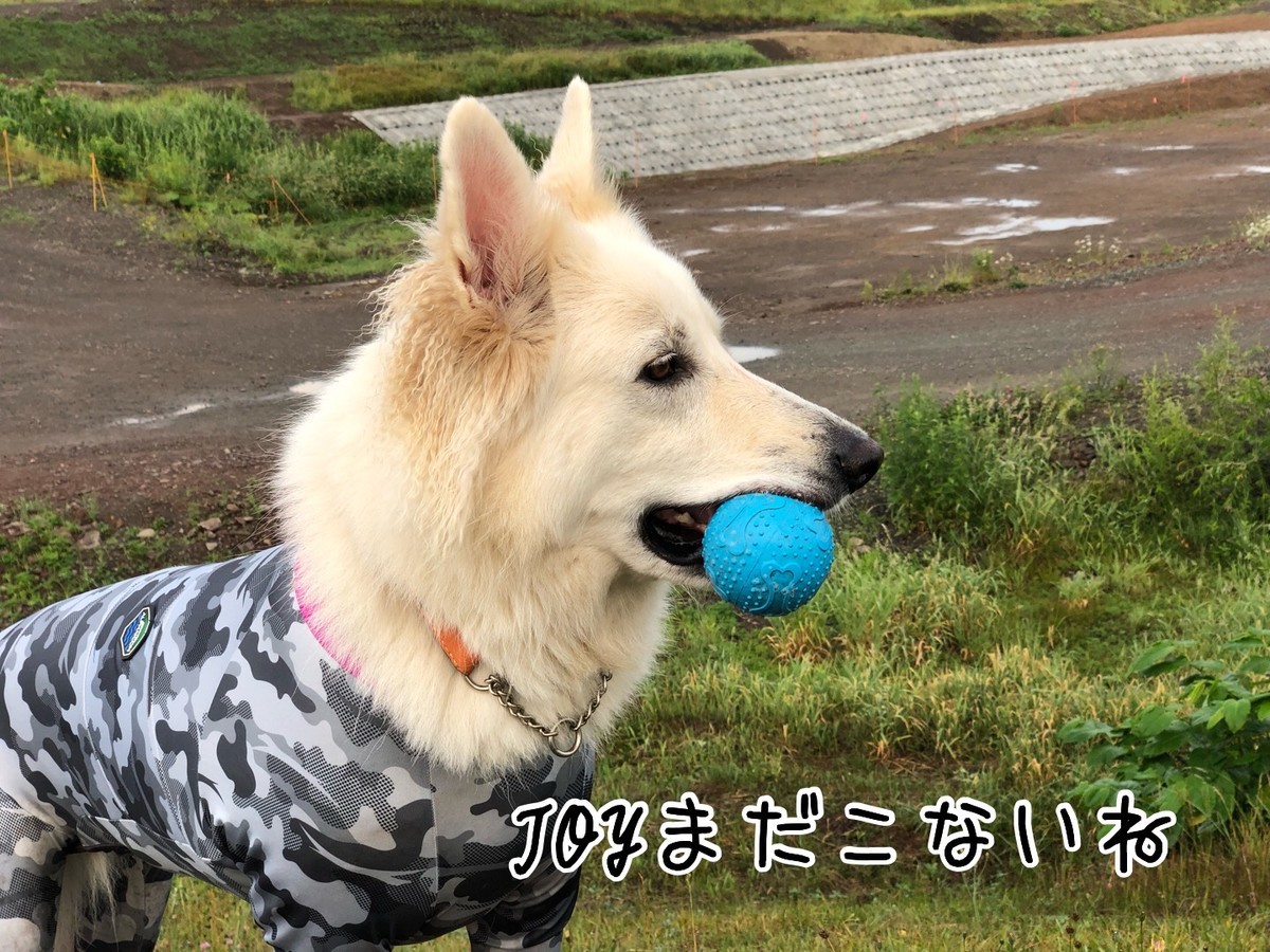 f:id:buhi84shin:20190623224713j:plain
