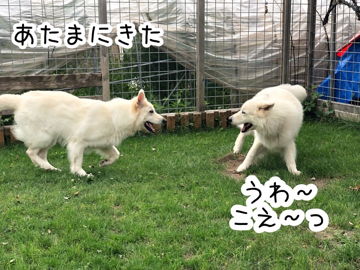 f:id:buhi84shin:20190628215155j:plain f:id:buhi84shin:20190628215155j:plain