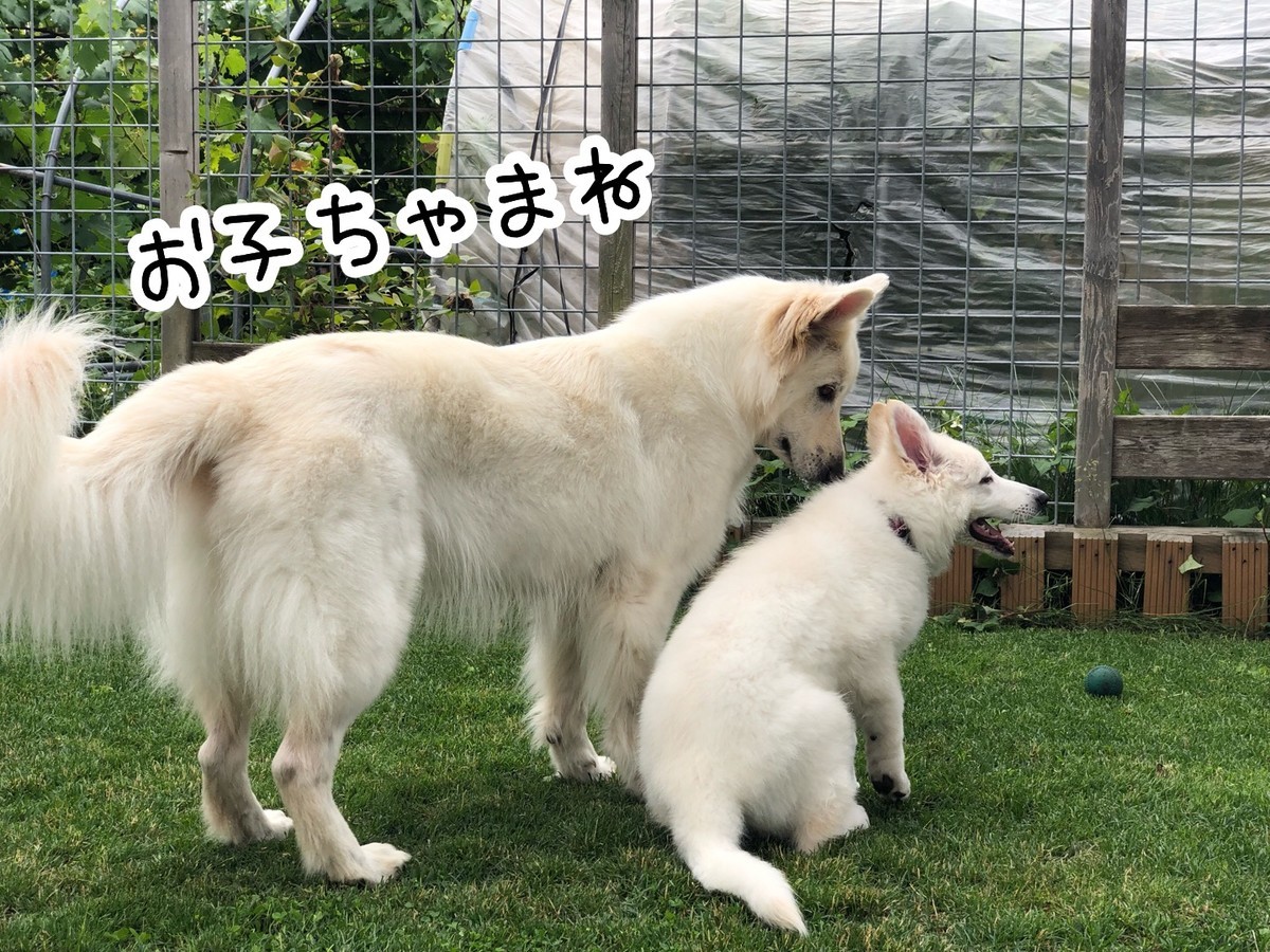 f:id:buhi84shin:20190629200529j:plain