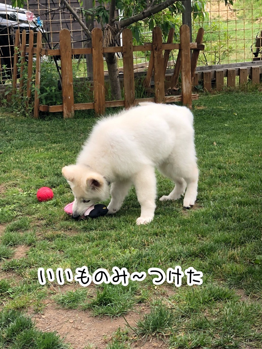 f:id:buhi84shin:20190629200630j:plain