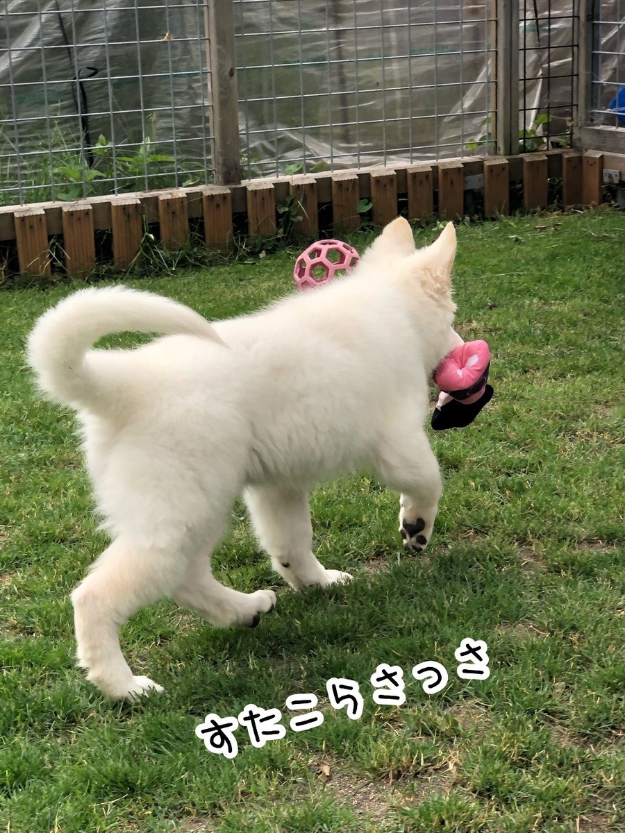 f:id:buhi84shin:20190629200925j:plain