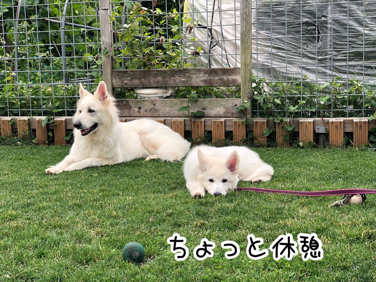 f:id:buhi84shin:20190629201022j:plain