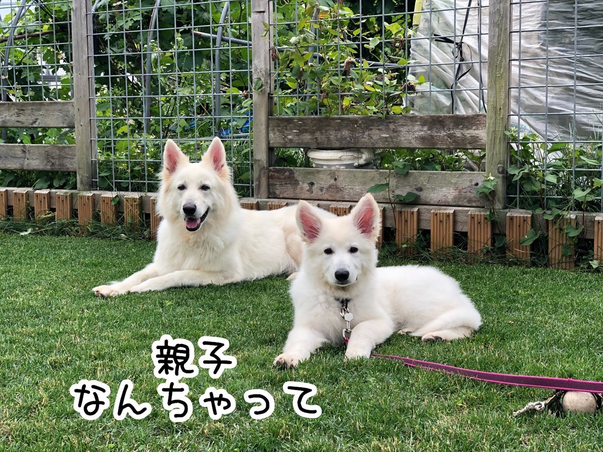 f:id:buhi84shin:20190629201100j:plain