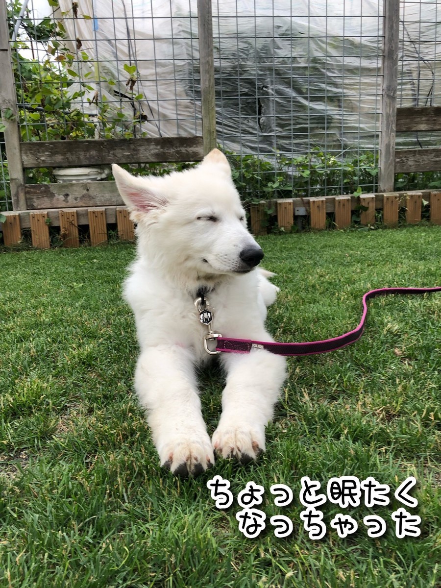 f:id:buhi84shin:20190629201209j:plain