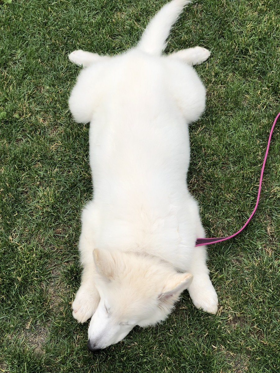 f:id:buhi84shin:20190629201440j:plain