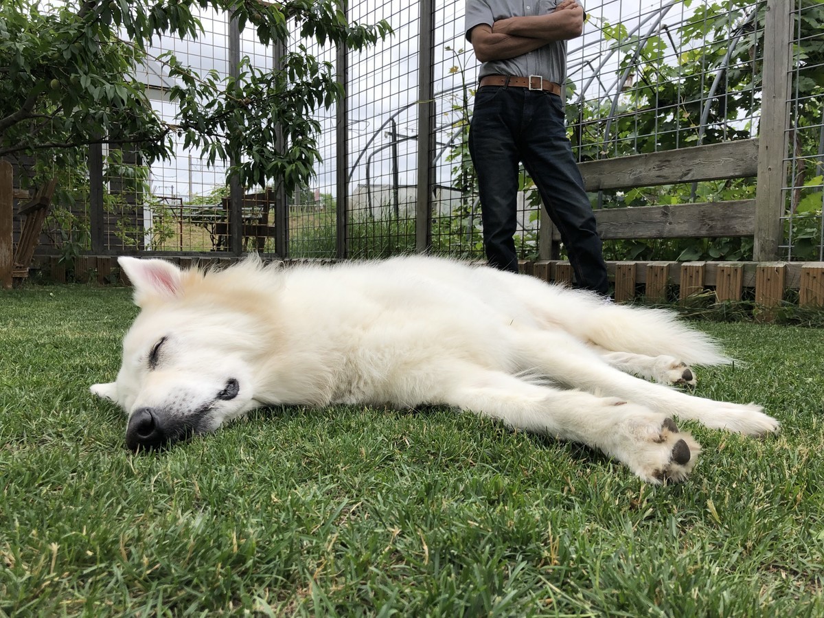 f:id:buhi84shin:20190629201529j:plain